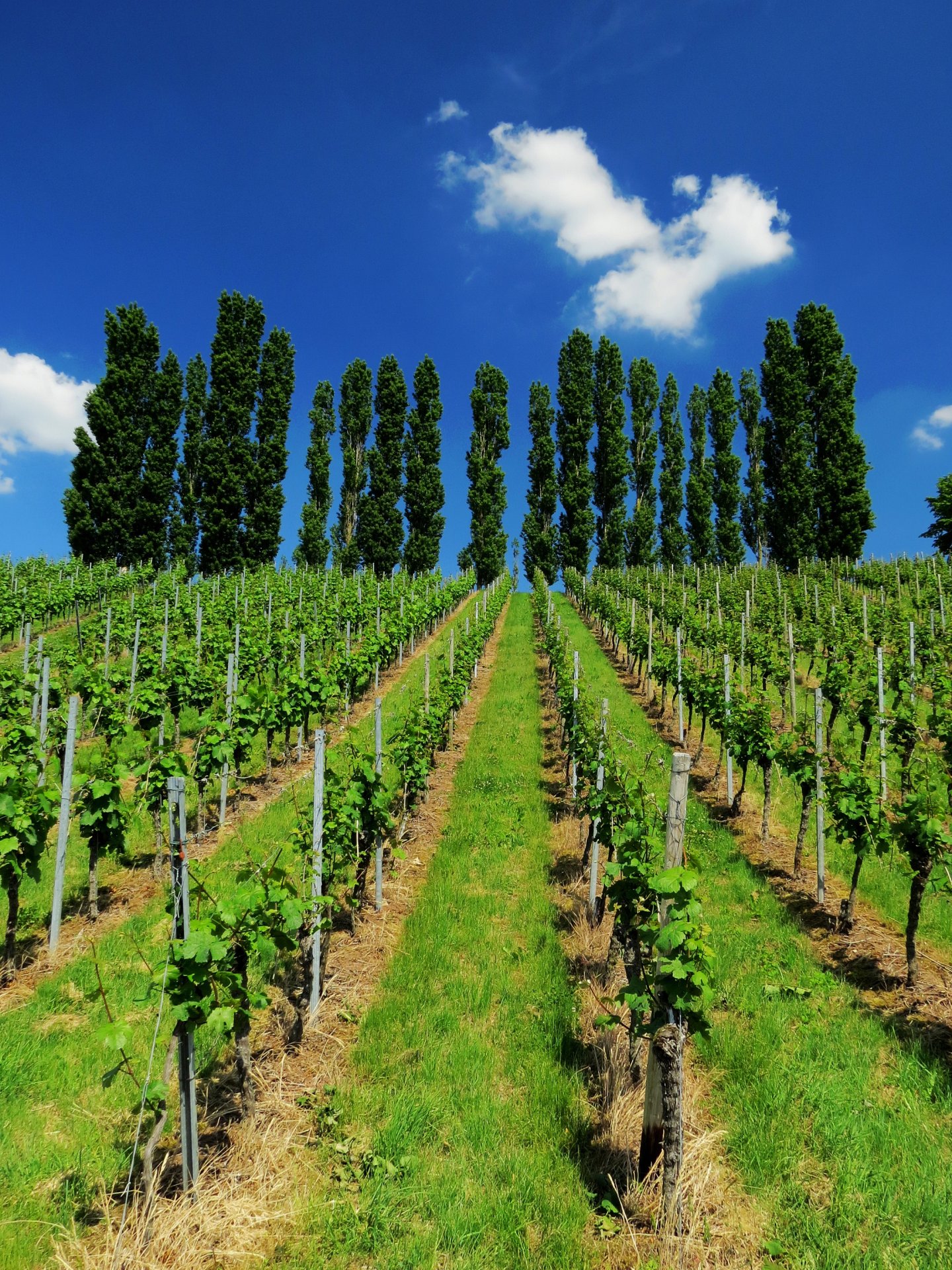 Baumreihe von Ellhofen